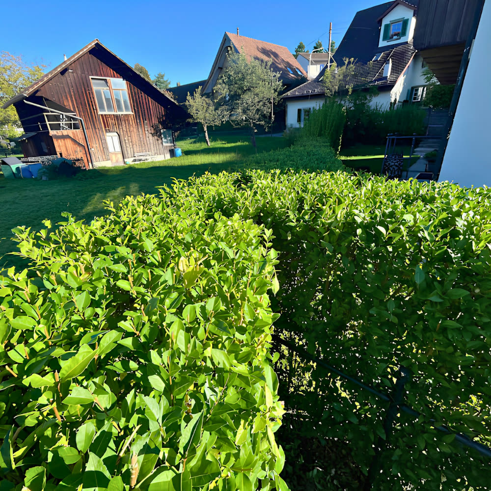Sauber geschnittene, gepflegte Hecke