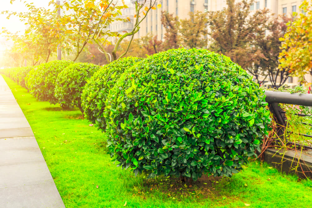 Gepflegter Garten mit Sträuchern und Beeten